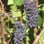 Véraison in the Pinot Noir